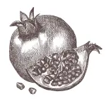 مریم پرهیزکار